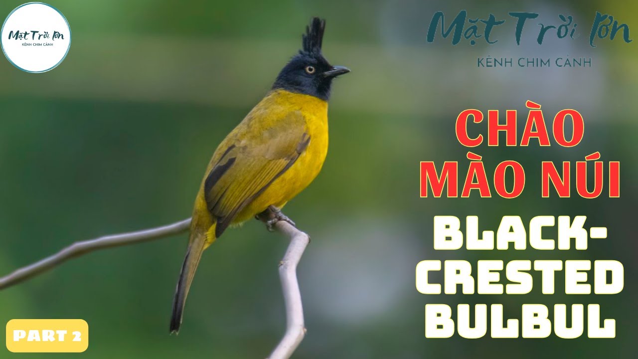 ✅Tiếng chim Chào mào núi mồi chuẩn không tạp âm mp3 | Black-crested Bulbul sound call (P2)