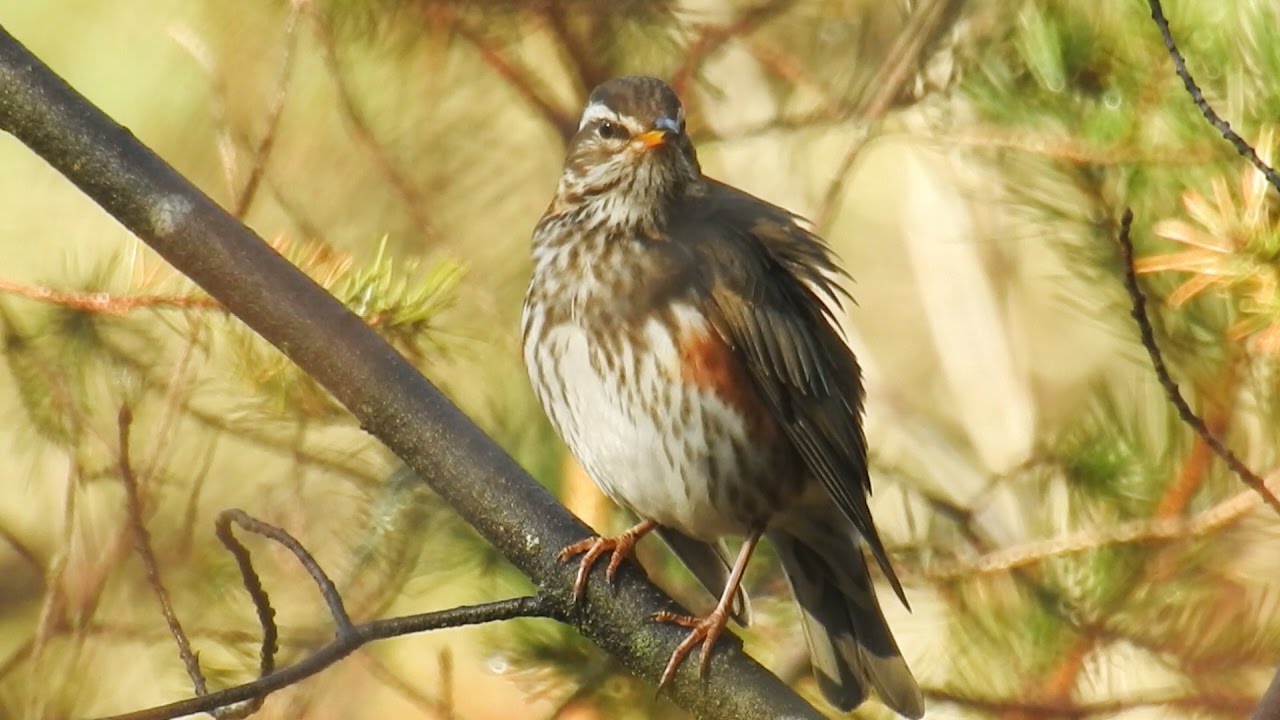 Red Wing - R&oslash;dvingetrost - (Turdus iliacus)
