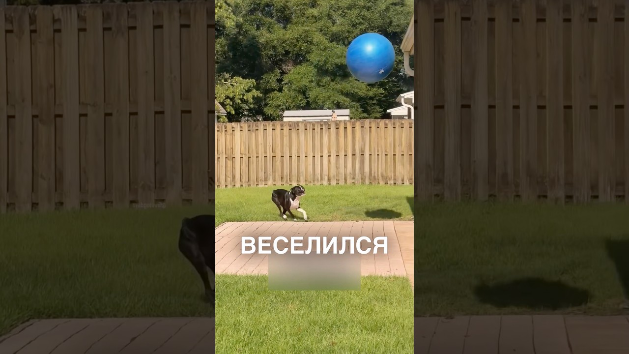 Песик и огромный мячик 😂 #истории #история #новости #новость #shorts