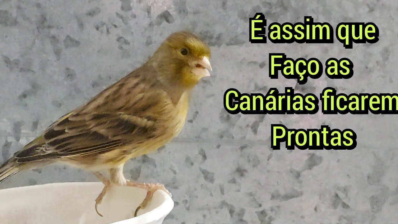 Dicas para aprontar os canários para a reprodução