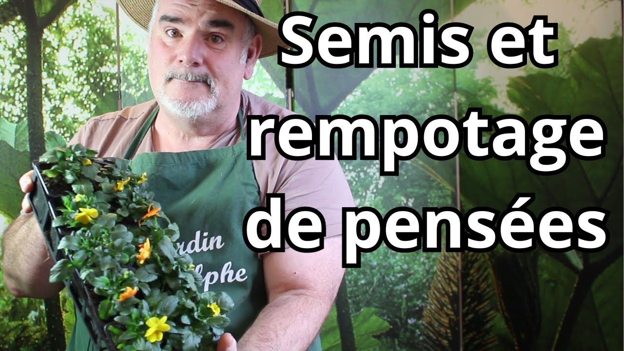 R&eacute;ussissez vos Violettes Cornues : Techniques de Semis et Rempotage