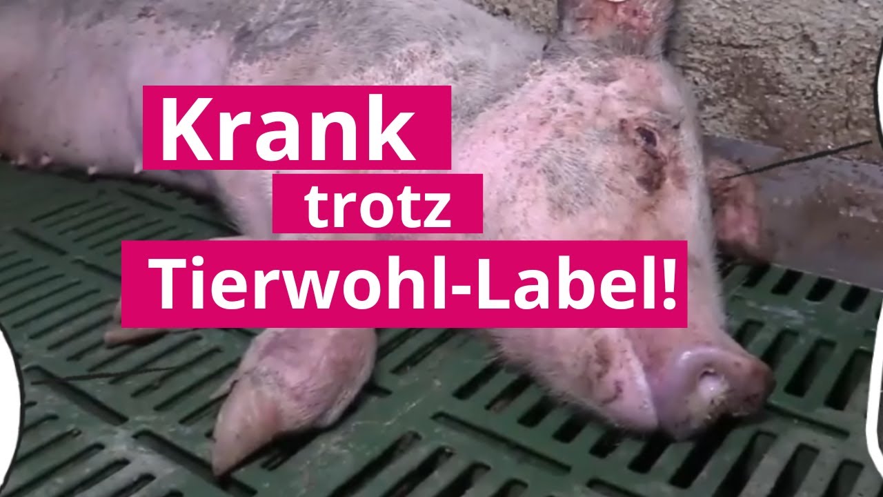 Tierhaltung in Deutschland: Das verschweigen die Siegel