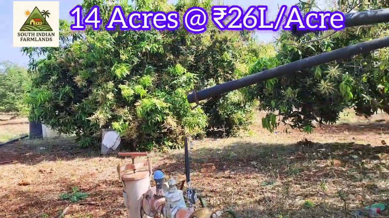 14 acres of expensive breed mango farmland for sale near Penukonda at  28 lakhs per acre.  negotia