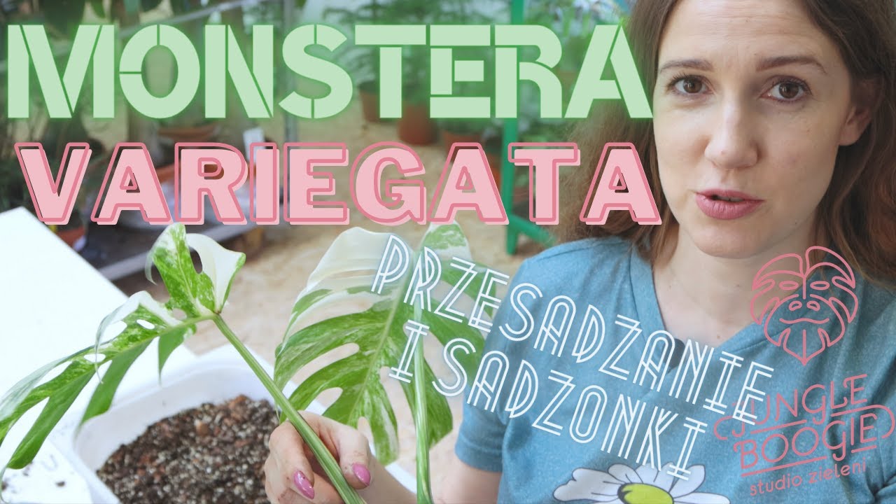 Monstera Variegata uprawa, przesadzanie i sadzonki szczytowe