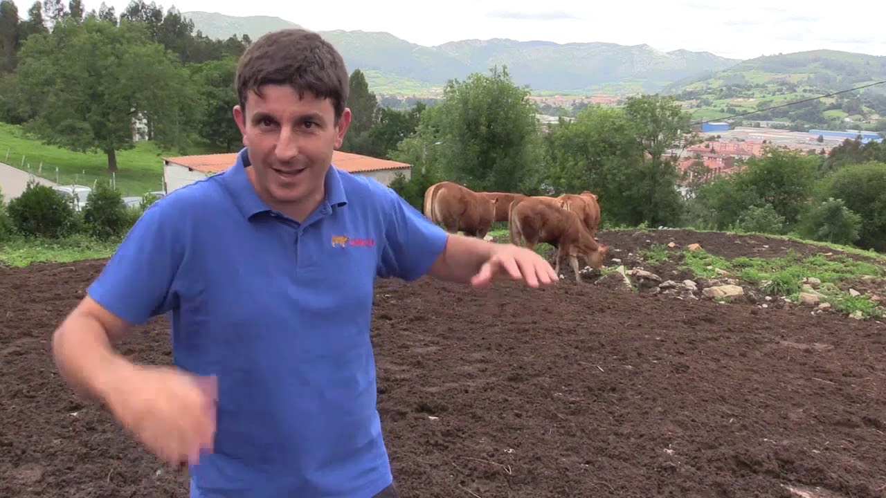 Ganaderos en su hábitat: Limousinas en Lobao I 24 julio