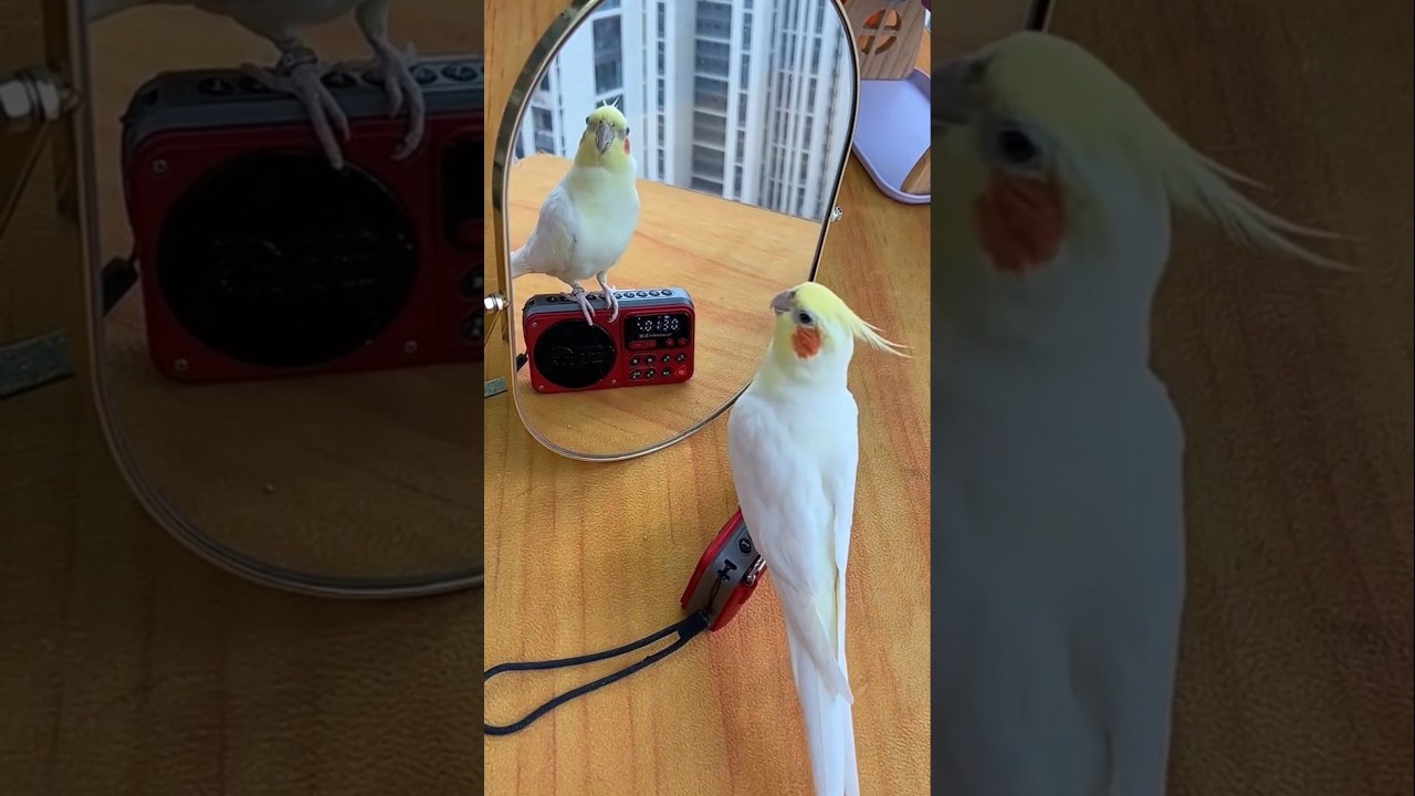 Jerry&rsquo;s dance moves are too cute to handle! 🎶🦜💖☺️ #cockatielscraze