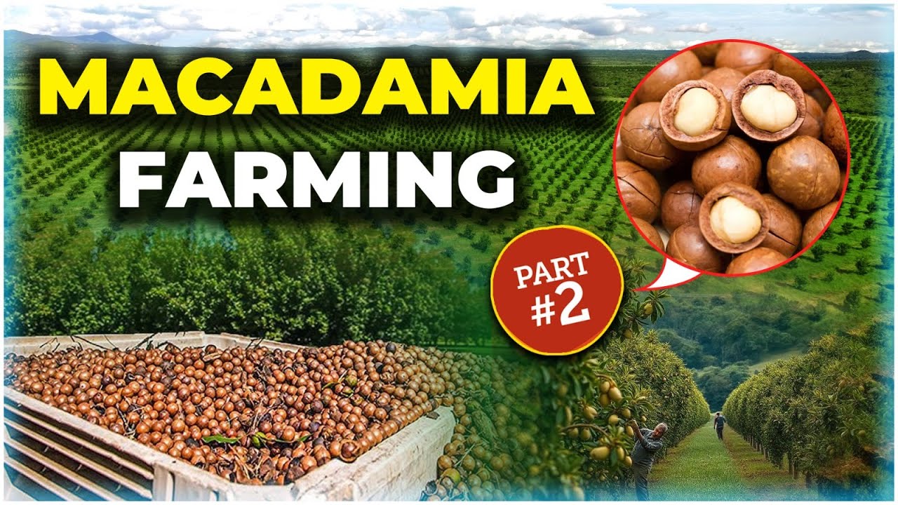 Macadamia Nuts Farming in India || Macadamia Plants for Sale || Macadamia Nuts Benefits || Part-2
