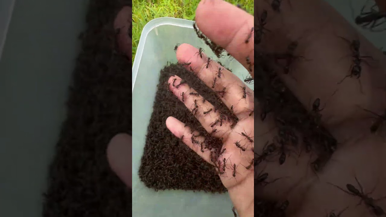 Zombies fire ants VS Brave cowboy