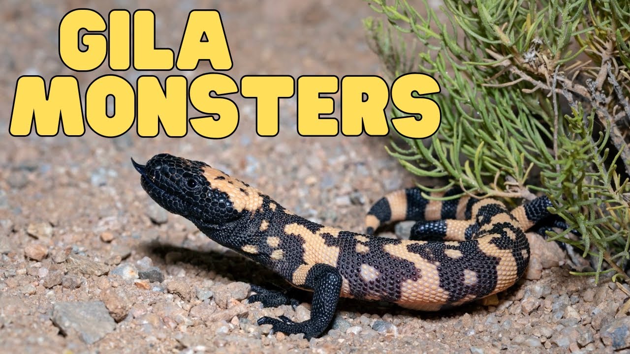 Ядозубы-монстры | Узнайте интересные факты об этой ядовитой ящерице