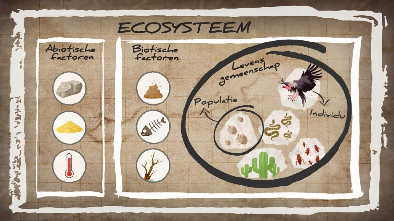 WAT IS EEN ECOSYSTEEM? | Ordening Basisstof Biologie Havo / Vwo