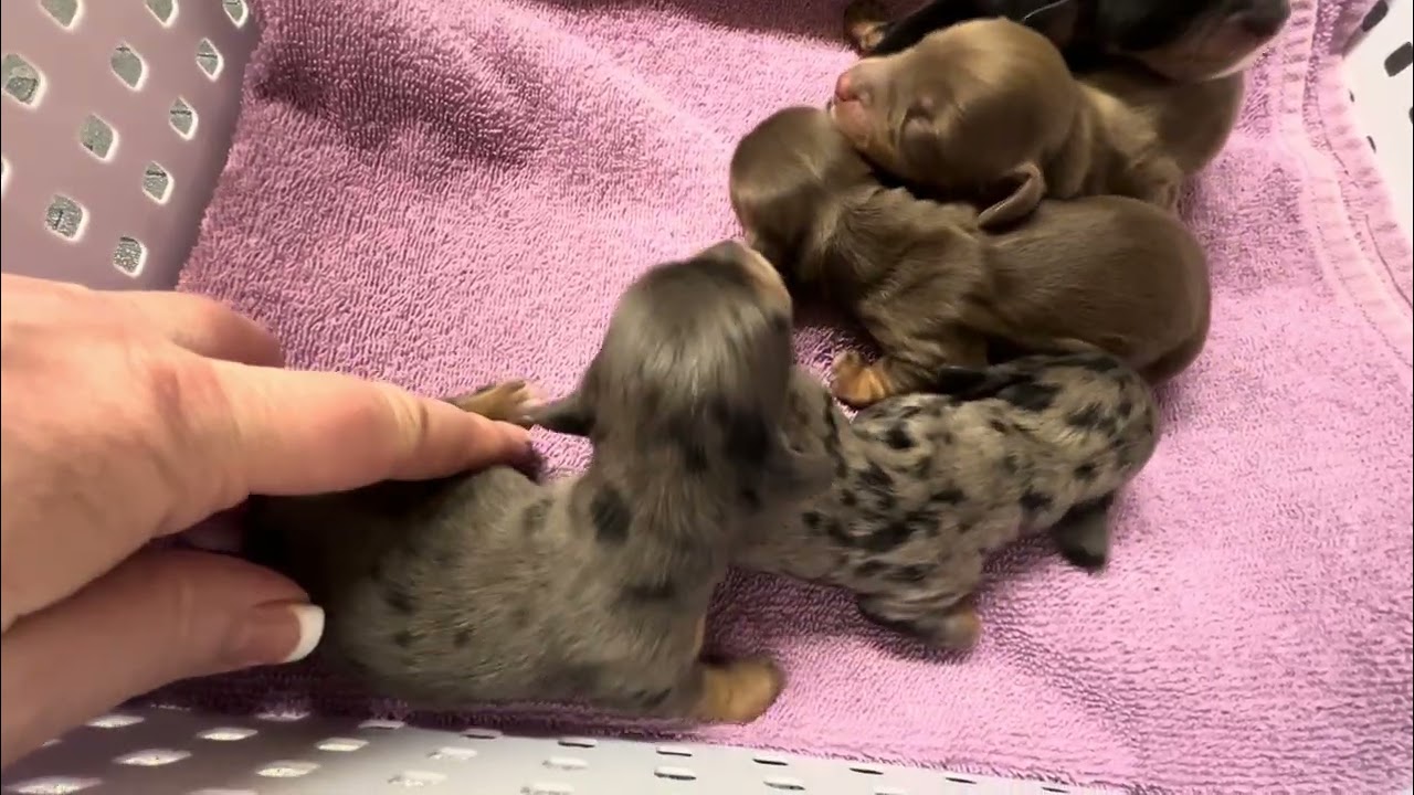 Pansy L Litter 1 Day Old