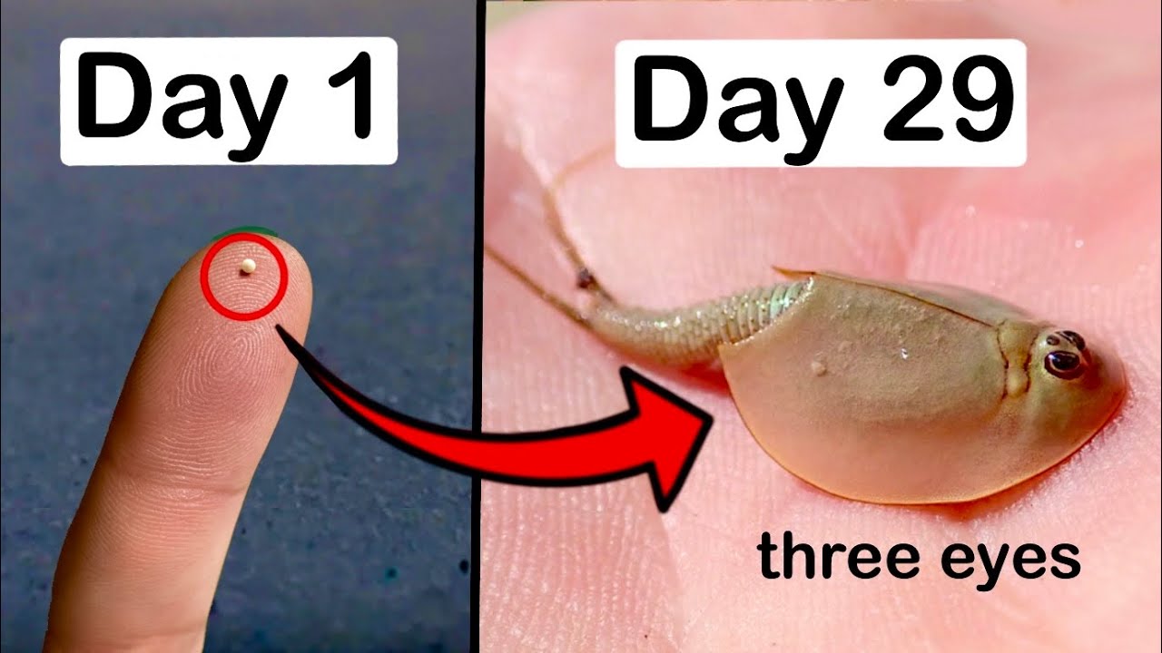 Я вырастил живых ископаемых (возрастом 200 миллионов лет).