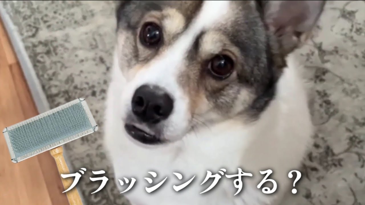 【冬は毛が伸びる】ブラッシングするもみじ