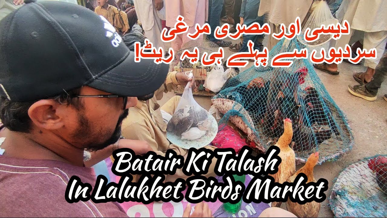 Batair Ki Talash In Lalukhet Birds Market | Desi And Misri Hens