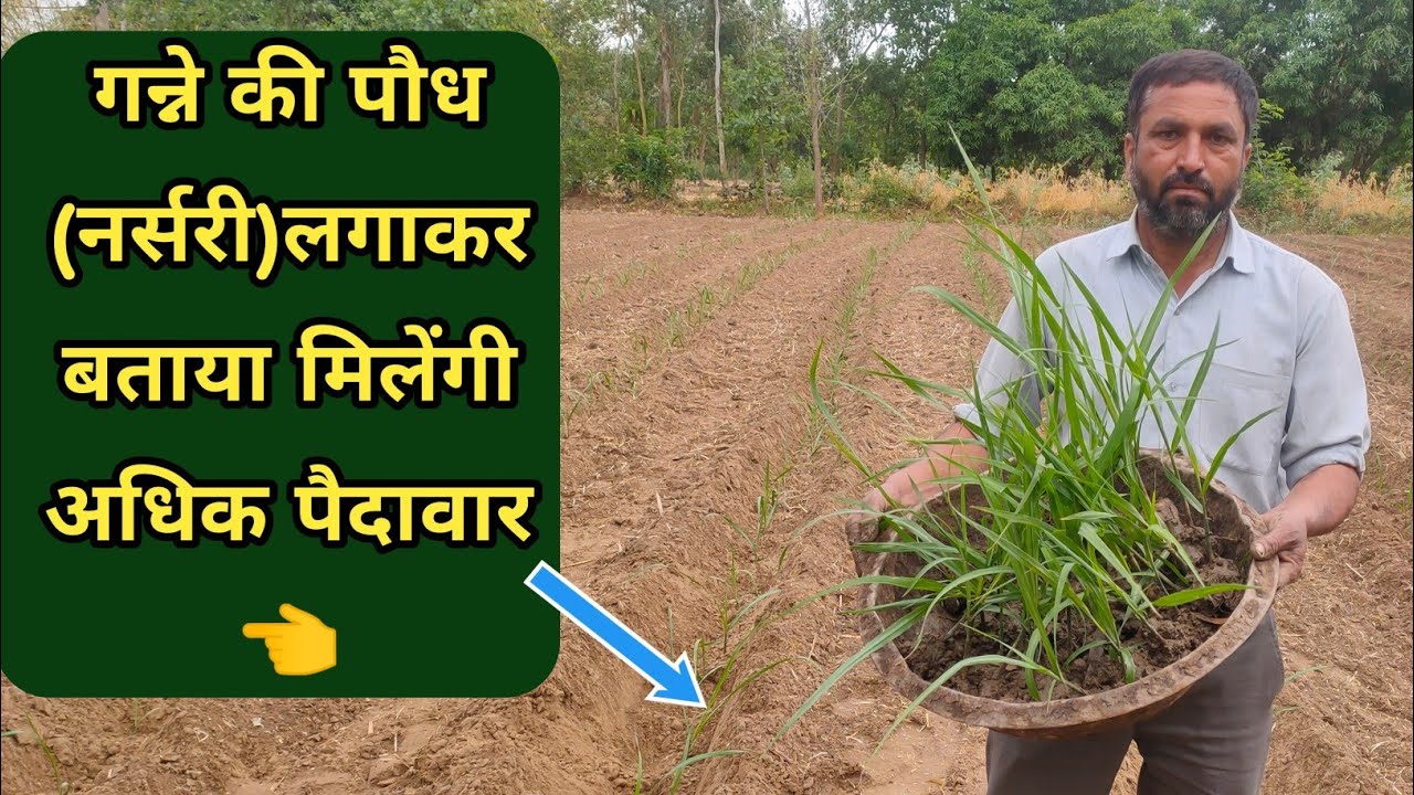 किसान ने गन्ने एक आंख की पौध तैयार कर की गन्ने की बुवाई |ganne ki Kheti | Sugarcane farming in India