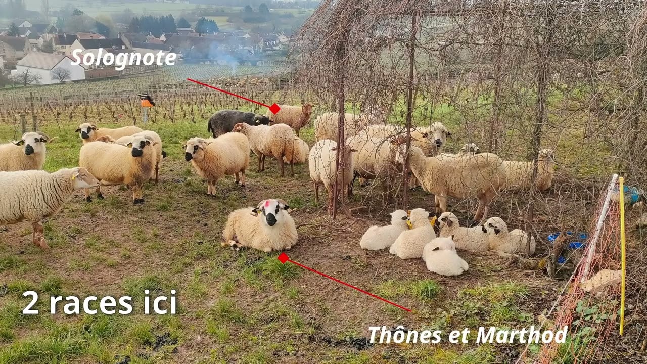 2024  essai d'Eco p&acirc;turage dans des clos bourguignons