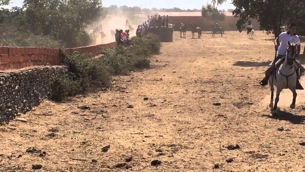 Encierros Lumbrales 2014. Sábado salida desde el Verzal.
