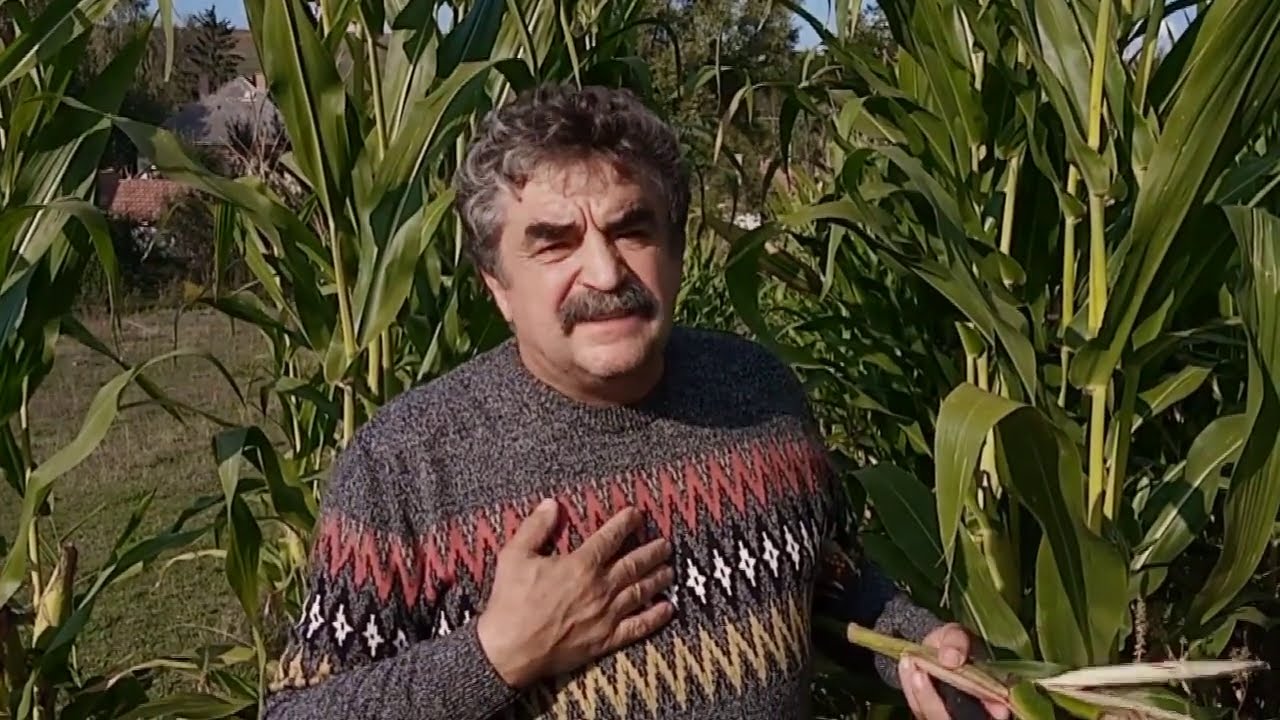 Botanikus a konyhában - 49. A kukorica