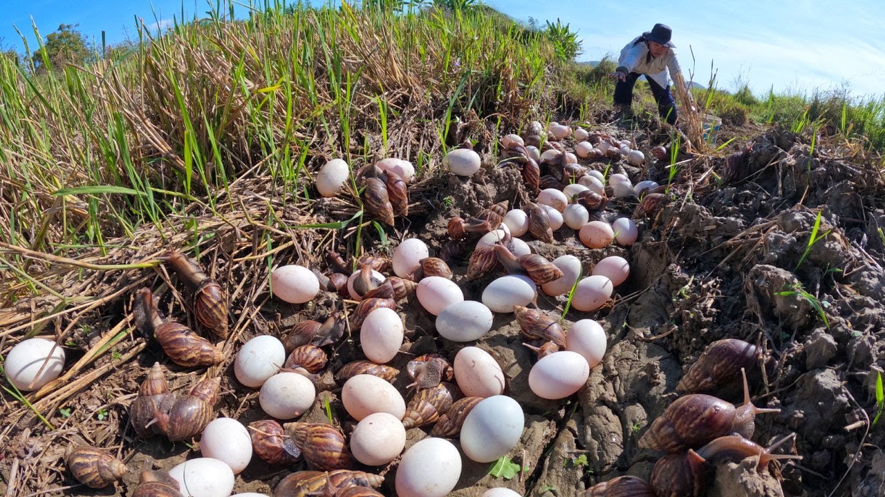 Harvesting Lots Giant Snails and Eggs 🐌🥚