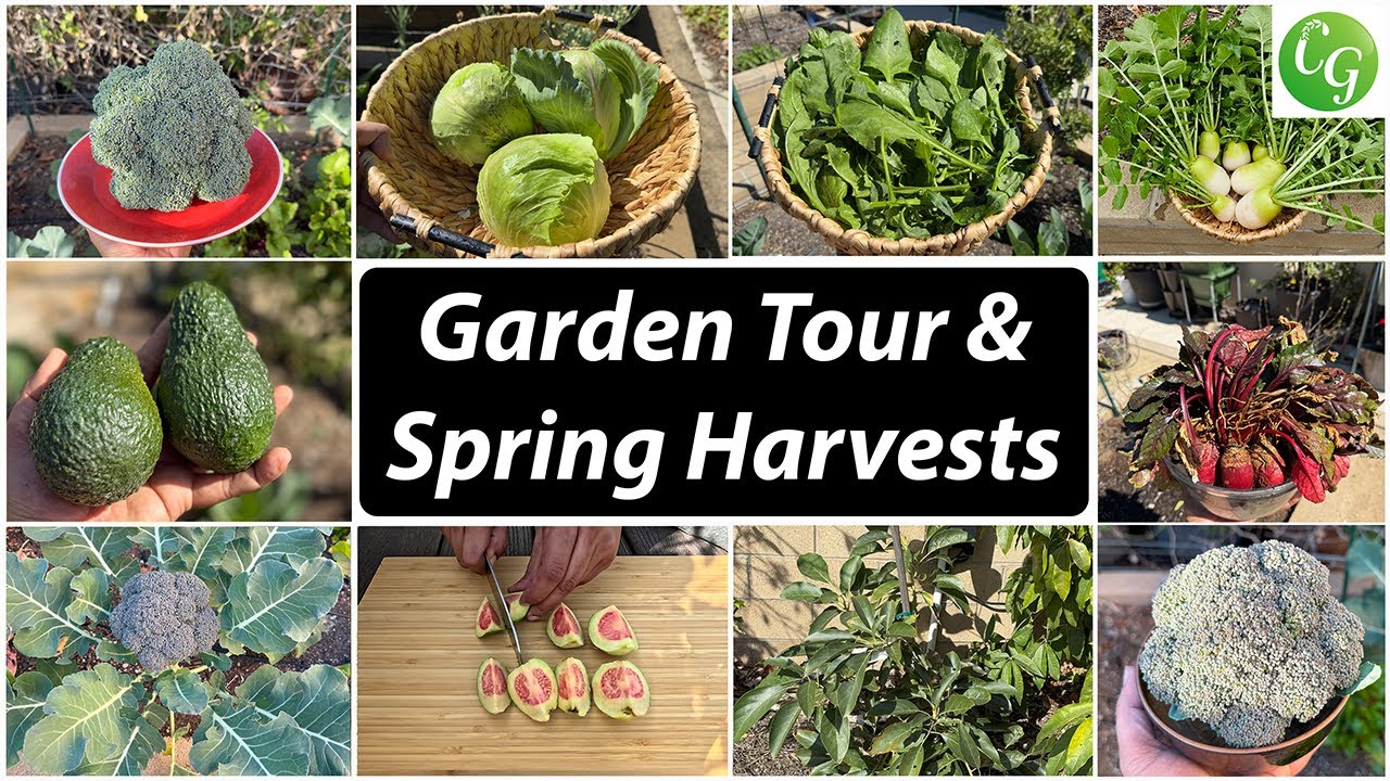 Spring Harvests And Organic Gardening Tips