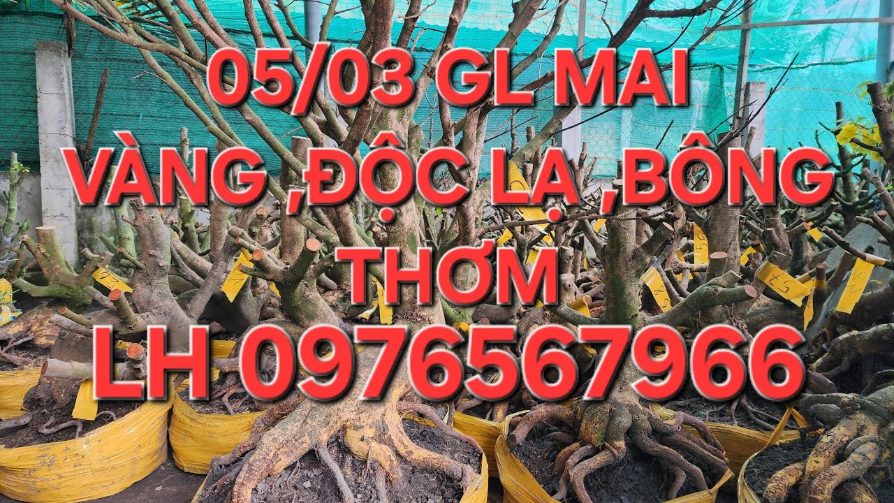05/03 MINH NHÍ ☎️ 0976567966 VỀ HÀNG ĐỘC ,QUÁI ,BÔNG THƠM GIẢO HẠT ❤️❤️❤️❤️❤️
