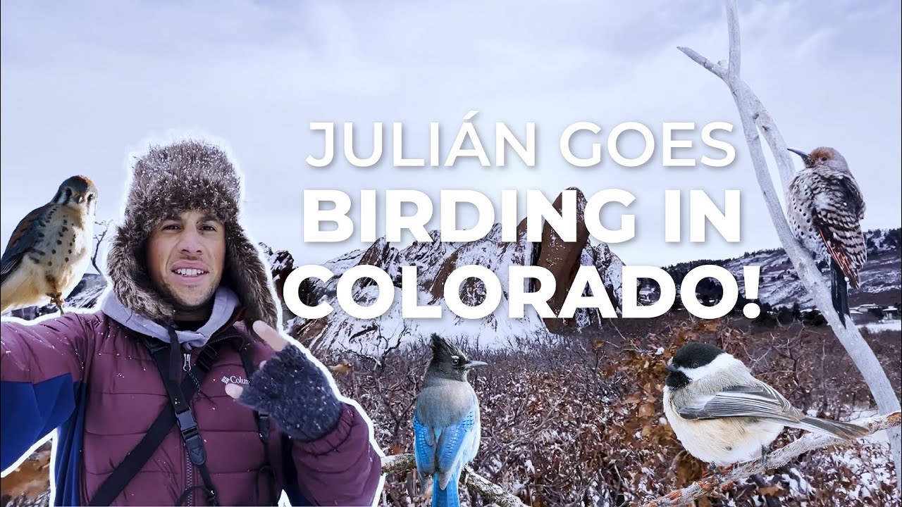 Birding in the Snow: Juli&aacute;n is Surprised by the Species He Finds in the Cold Colorado Winter