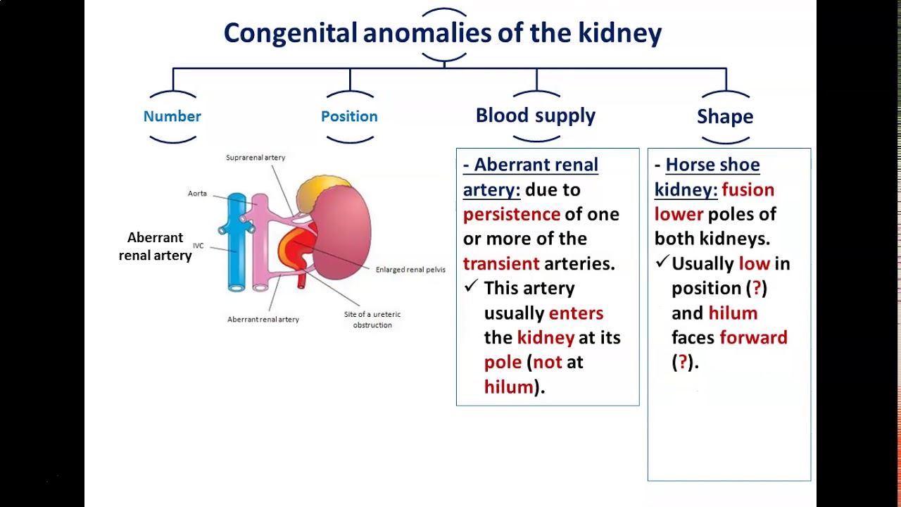 Congenital Anomalies of Kidney and Ureter - Dr. Ahmed Farid