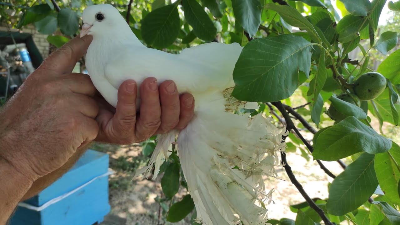 Коллекция голубей Северокавказских белых космачей . г.Зеленокумск Молосилко Ярослав. тел 89887051389
