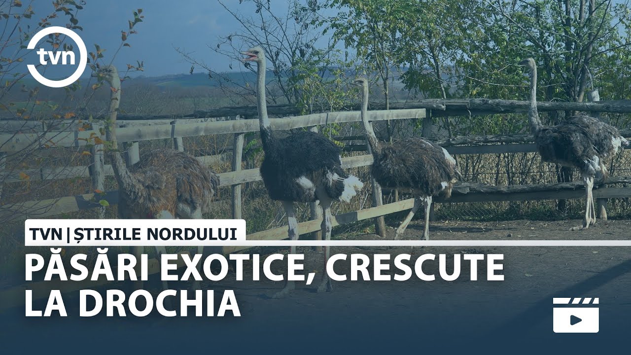 PĂSĂRI EXOTICE, CRESCUTE LA DROCHIA