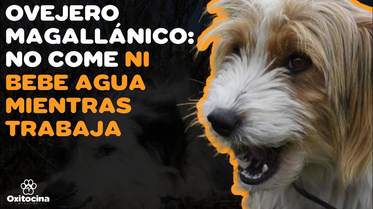 OVEJERO MAGALLÁNICO: 9 COSAS que debes SABER