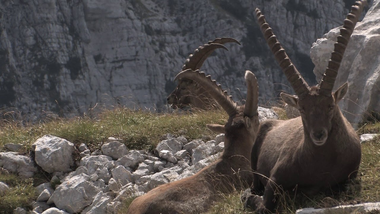 ALPSKI KOZOROG Capra ibex