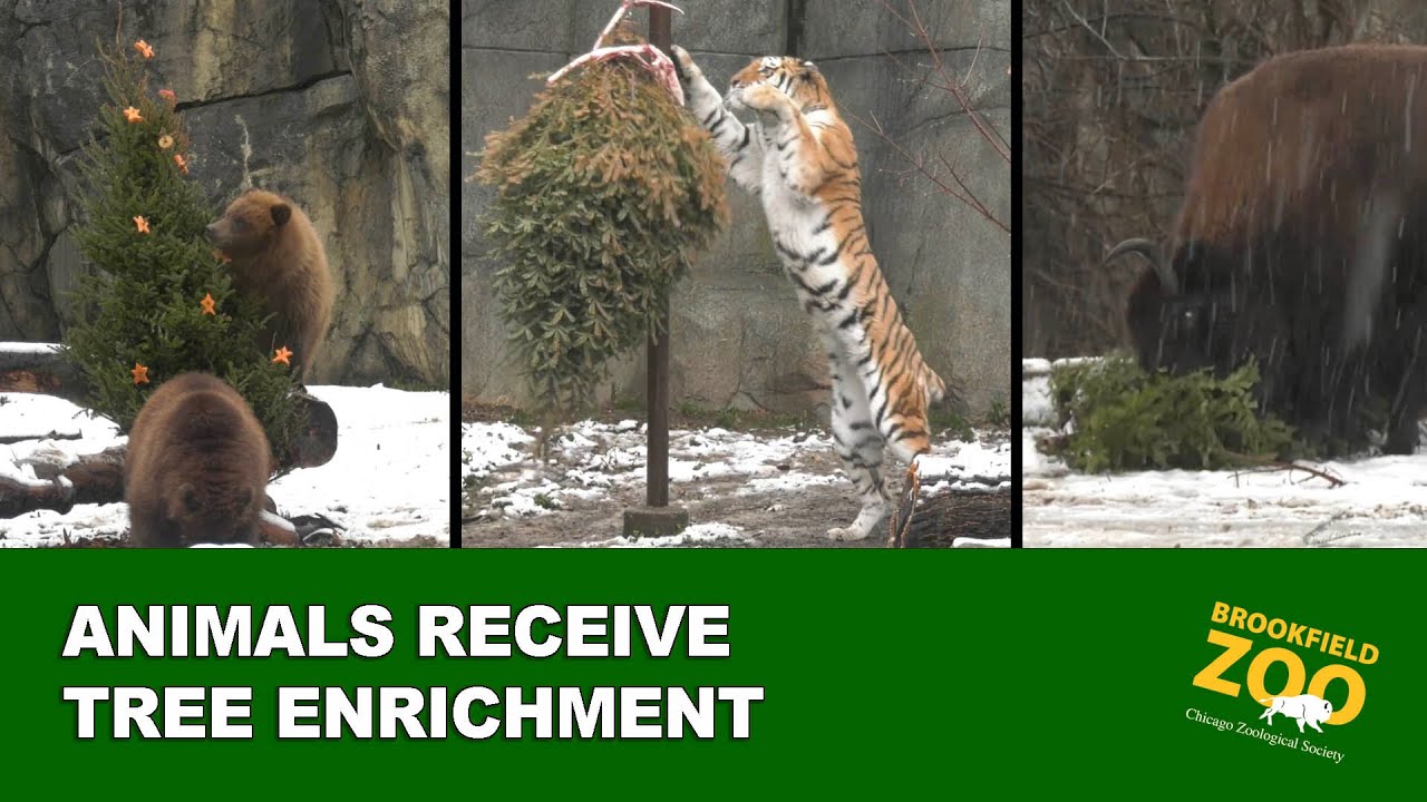 Tree Enrichment