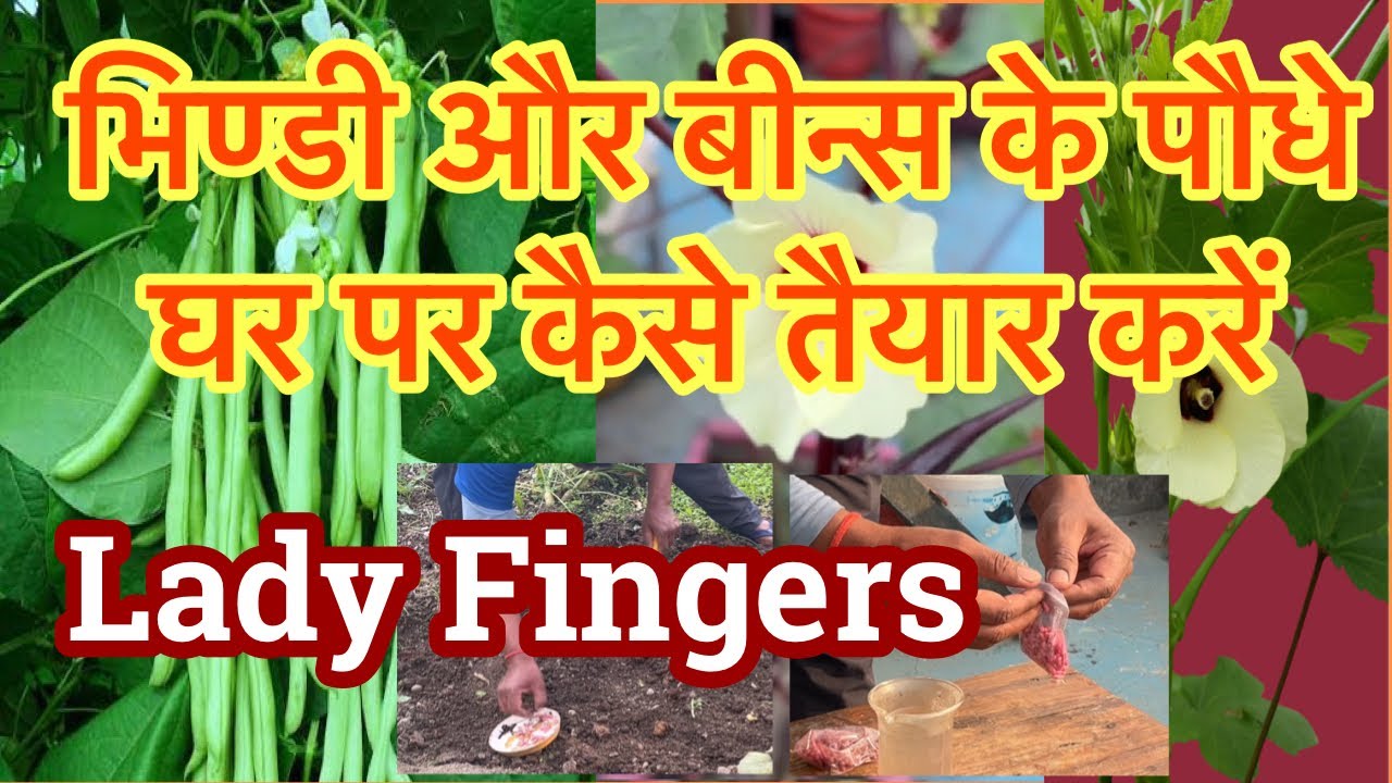 गर्मियों में हरी सब्जियां भिण्डी और बीन्स कैसे लगायें! Summer Season Green  Veg Beans or Lady finger