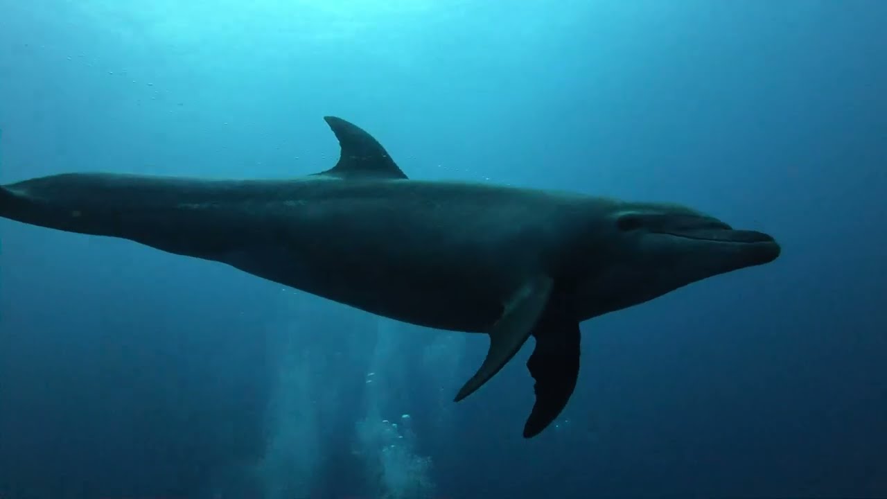 Socorro Giant Manta, dolphins & sharks