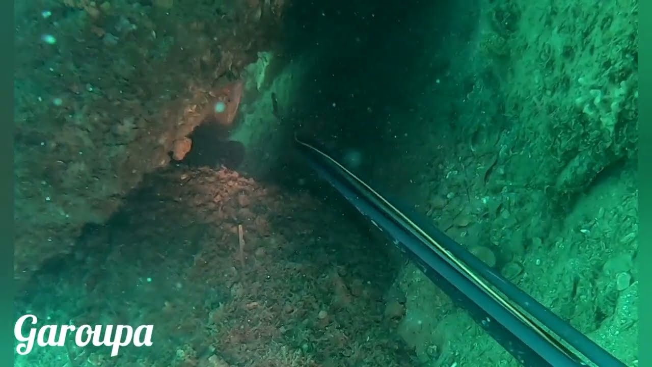 pesca sub em buzios, dia de muitas garoupas !!!!!