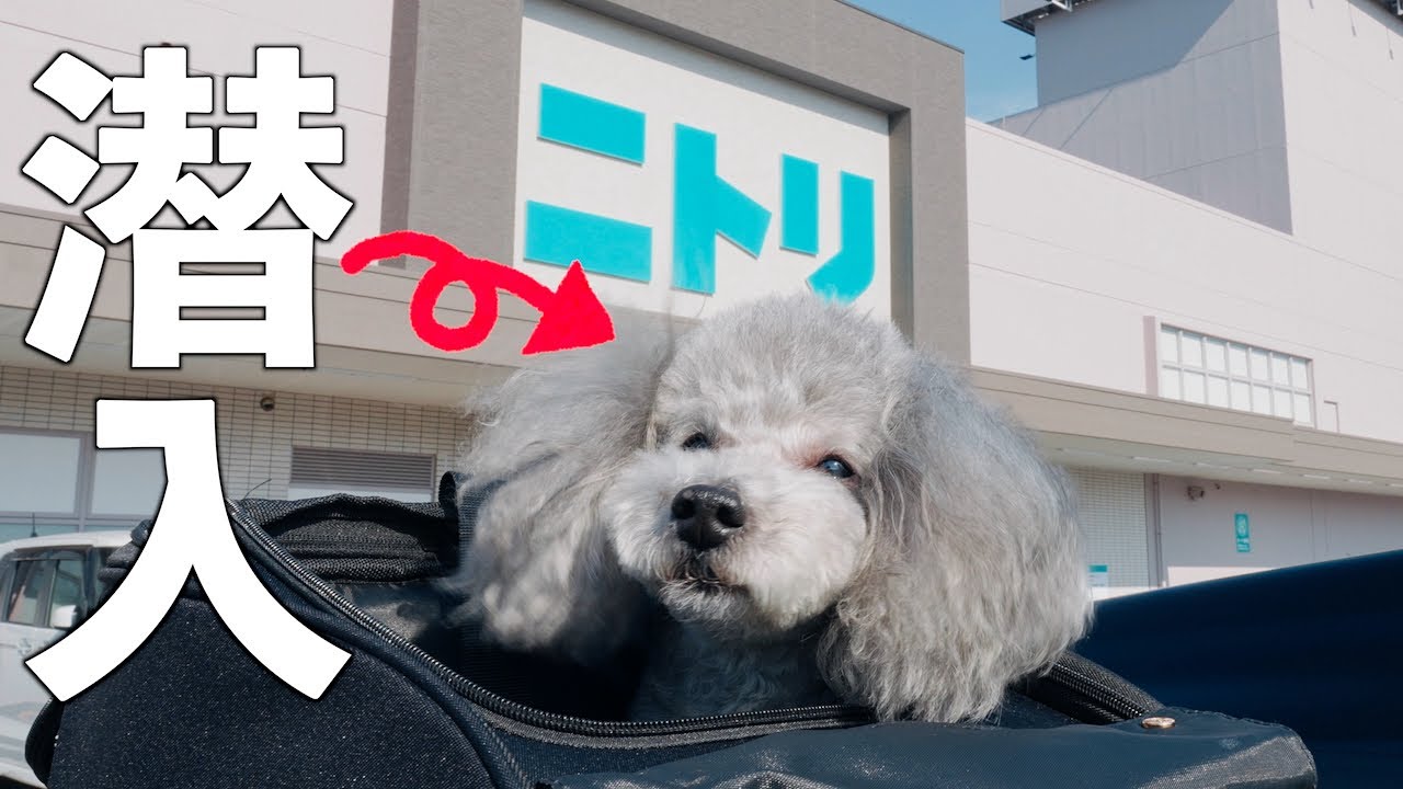 🐶【古民家Vlog】はじめて愛犬を連れてニトリへ潜入/新居がさらに快適空間に大変身