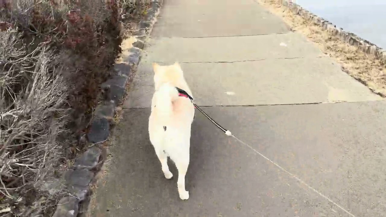 はじレオ旅in千波湖公園vol.2 #白柴レオ