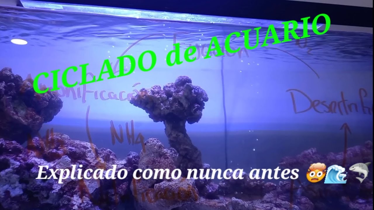 ¿Qué es el CICLADO de un ACUARIO? 🌊🦈 ¿Por qué lo explicamos diferente? | Así va el Boyu 220 marino 🤯