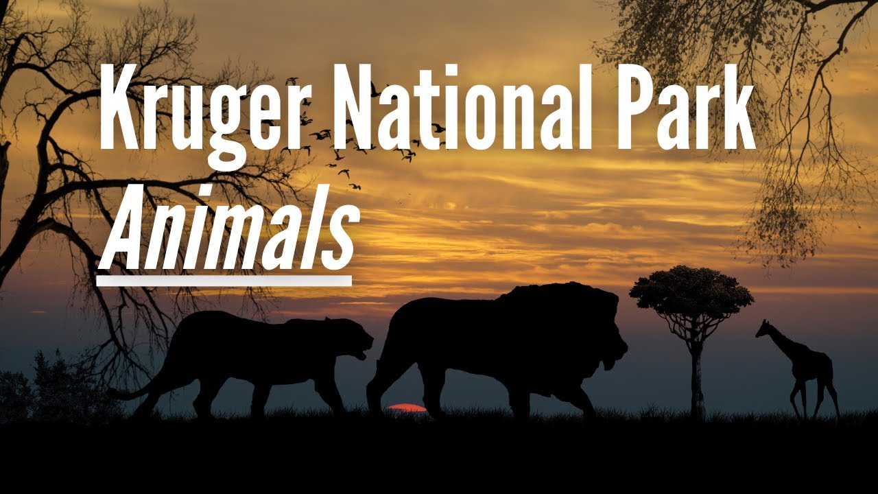 Kruger National Park - Which Animals can I Expect to see?