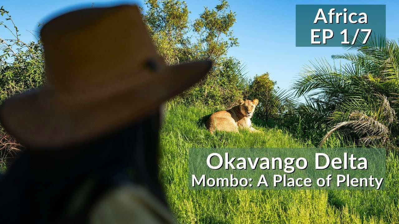 Lions Hunting in the Okavango Delta | Mombo Camp | Ultra Luxury Safari in Africa | Botswana Ep 1/7