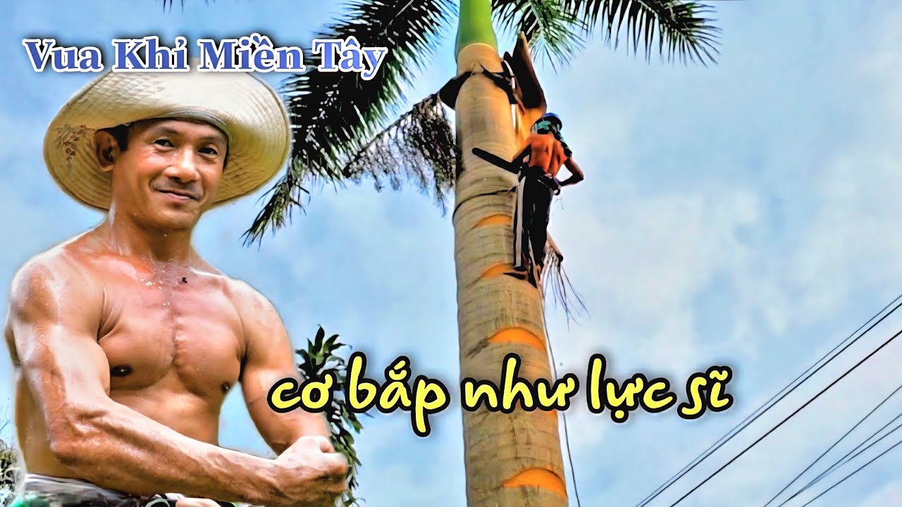 Chấn động Tây Ninh! Thót Tim Nhìn Vua Khỉ Miền Tây Cưa Cây Cau Vua Trên Cao Ở Vị Trí Cực Khó
