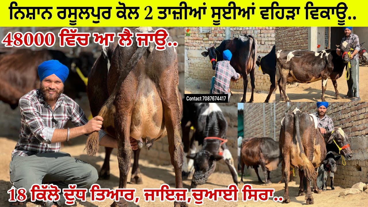 ਨਿਸ਼ਾਨ ਰਸੂਲਪੁਰ ਨਹਿਰਾਂ ਕੋਲ 2 ਵਹਿੜਾ ਤਾਜ਼ੀਆਂ ਸੂਈਆਂ 18 ਕਿੱਲੋ ਦੁੱਧ ਤਿਆਰ/ ਤਰਨਤਾਰਨ 