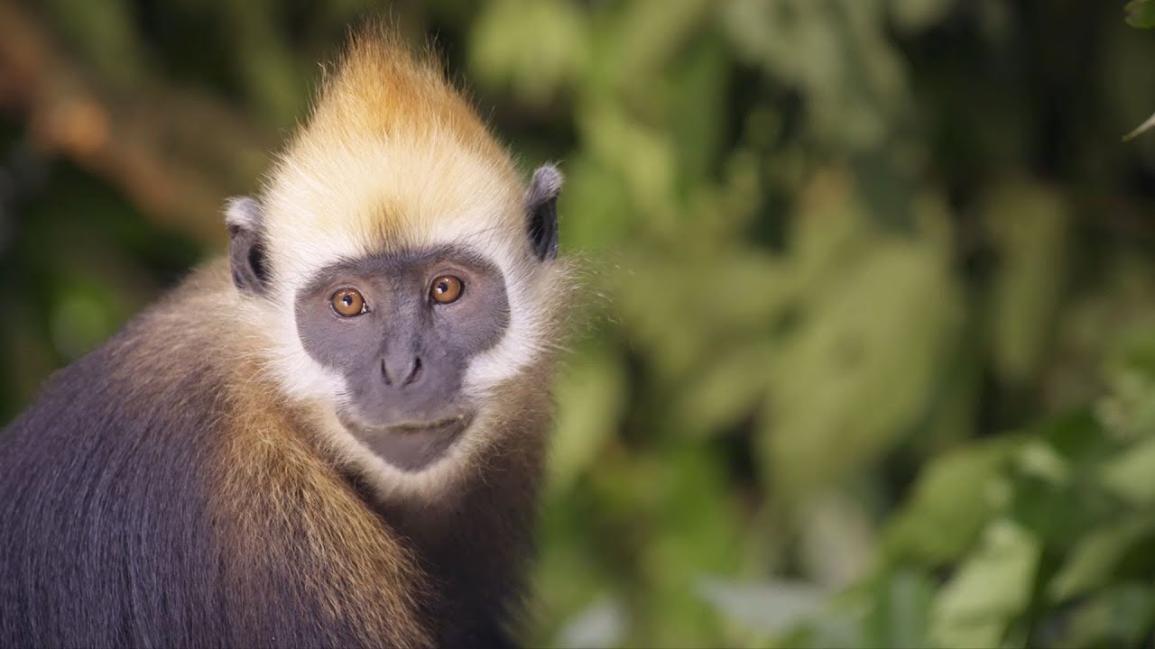 Die Rettung der bedrohten Primaten Vietnams | Artenschutz Zoo Leipzig