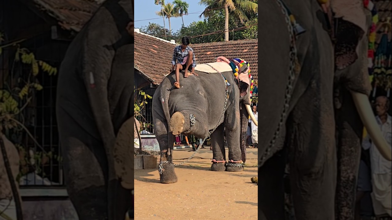 ചെക്കൻ പൊളിയല്ലേ!!! Elephant THOTTAKKAD VINAYAKAN 🐘