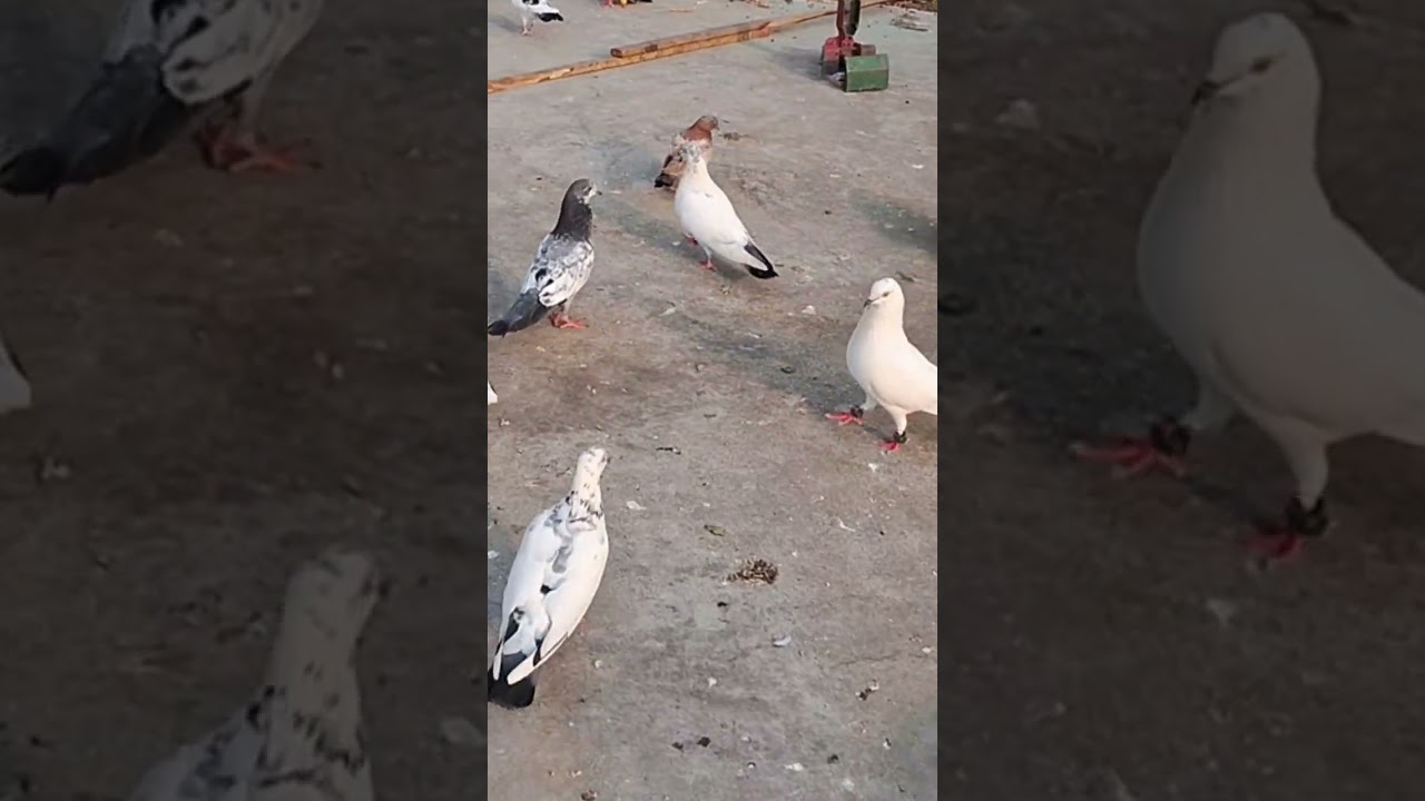 #Kabootar #PigeonLovers #PigeonViral #DailyDoseOfPigeons #PetPigeon #kabootarkivideo #kabootarbaaz