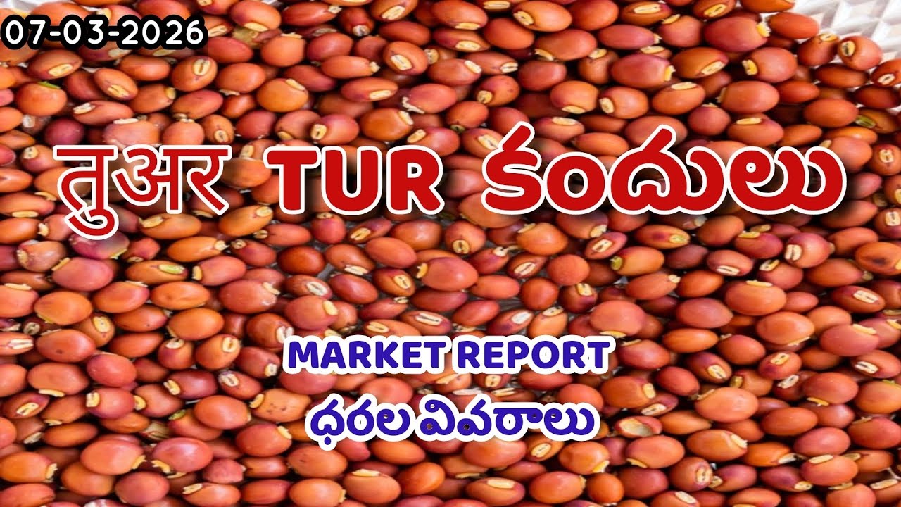 तुअर  TUR  కందులు Market Report 07-03-2026