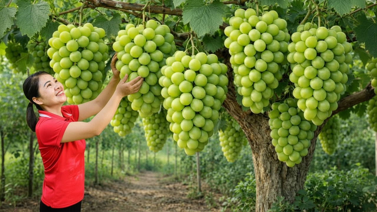 Harvesting Giant Green Grapes in Southeast Asia & Selling at the Rural Market | Simple Farm Life