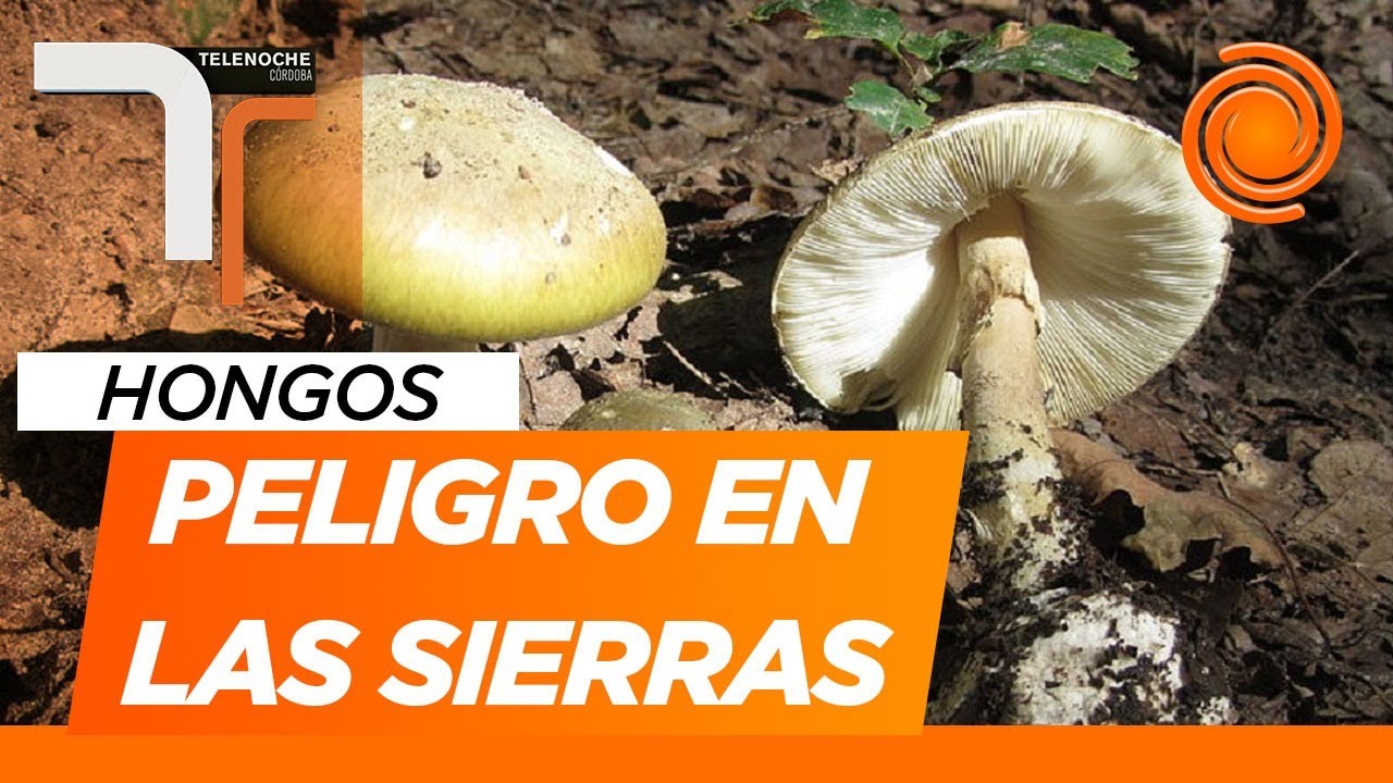 Así son los hongos venenosos de las Sierras de Córdoba