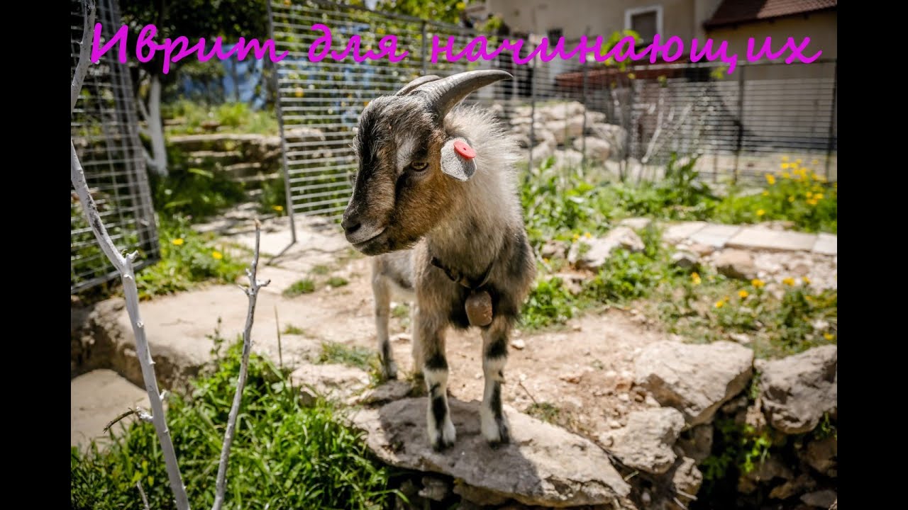 1054. Частица ШЭ- в значении 