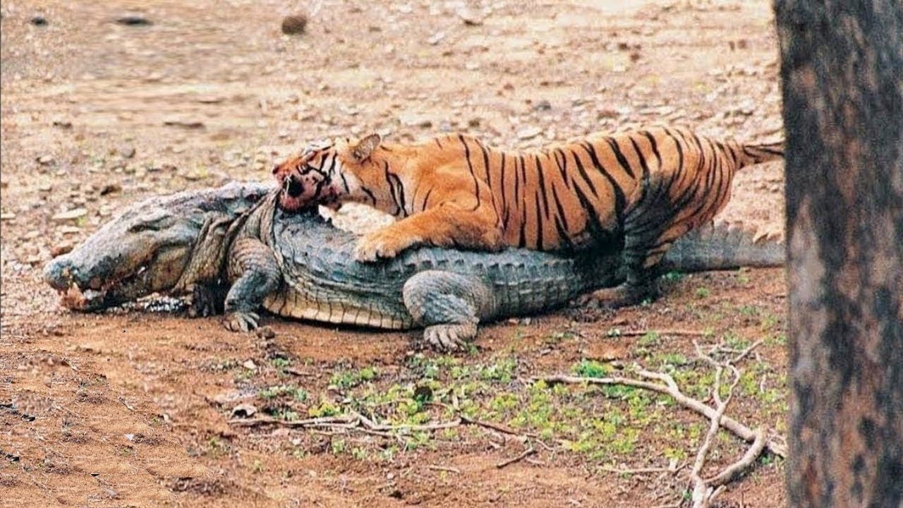 Top 10 Mordeduras De Animales M&aacute;s Fuertes Del Mundo